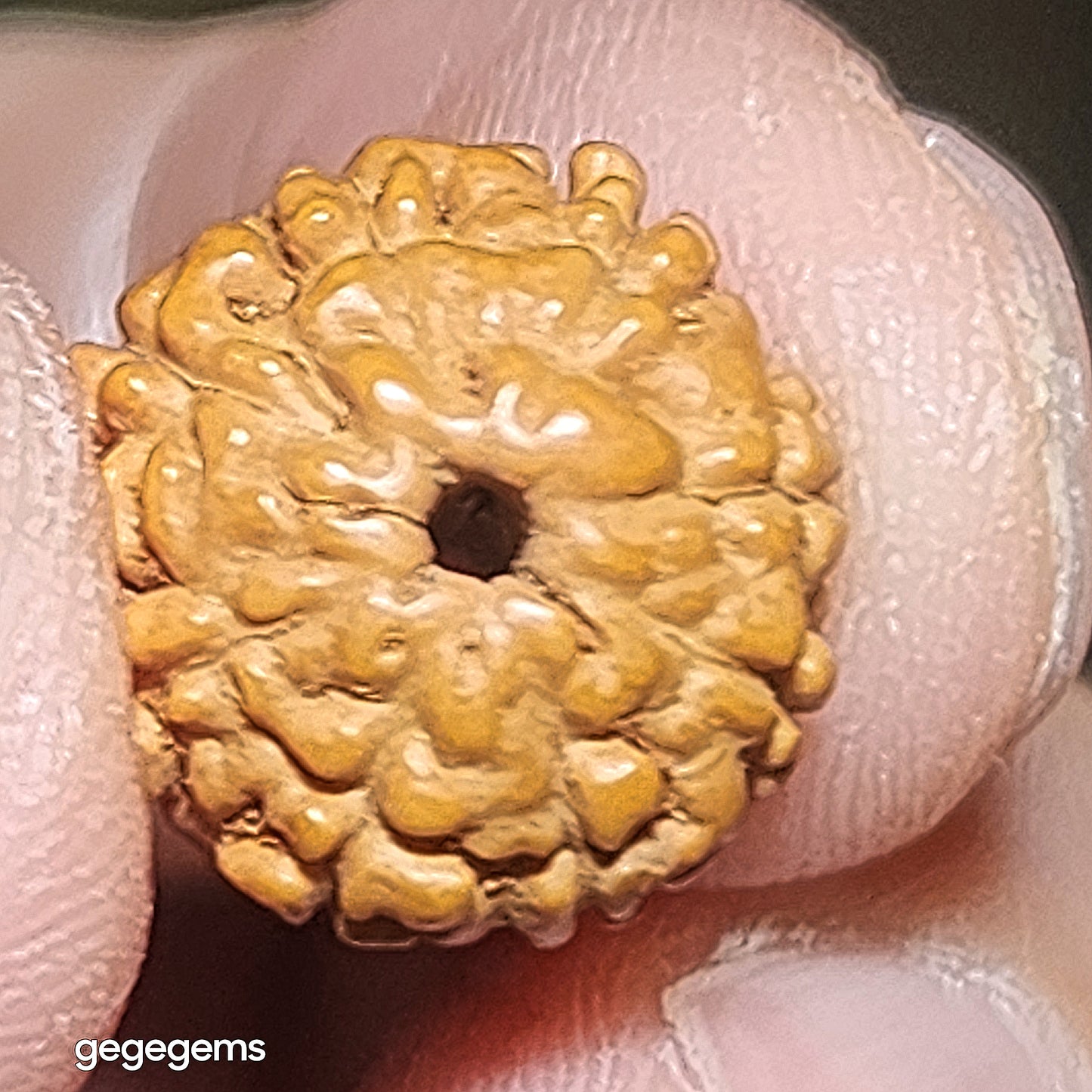 Premium 12mm+ natural "Panlong" (Coiling Dragon) 9 Mukhi (faces) small species Rudraksha and natural Butterscotch Amber barrel bead bracelet 精品九瓣盘龙小金刚菩提子配蜜腊桶珠手链