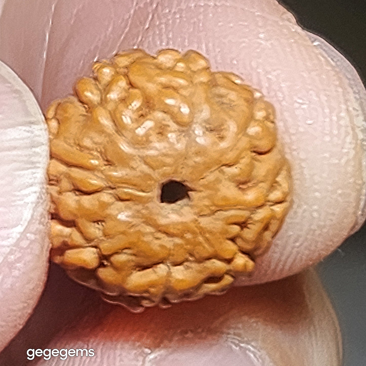 Premium 12mm+ natural "Panlong" (Coiling Dragon) 9 Mukhi (faces) small species Rudraksha and natural Butterscotch Amber barrel bead bracelet 精品九瓣盘龙小金刚菩提子配蜜腊桶珠手链