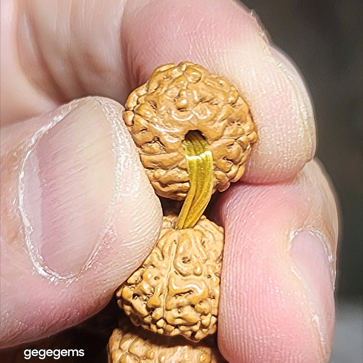 Premium 12mm+ natural "Panlong" (Coiling Dragon) 9 Mukhi (faces) small species Rudraksha and natural Butterscotch Amber barrel bead bracelet 精品九瓣盘龙小金刚菩提子配蜜腊桶珠手链