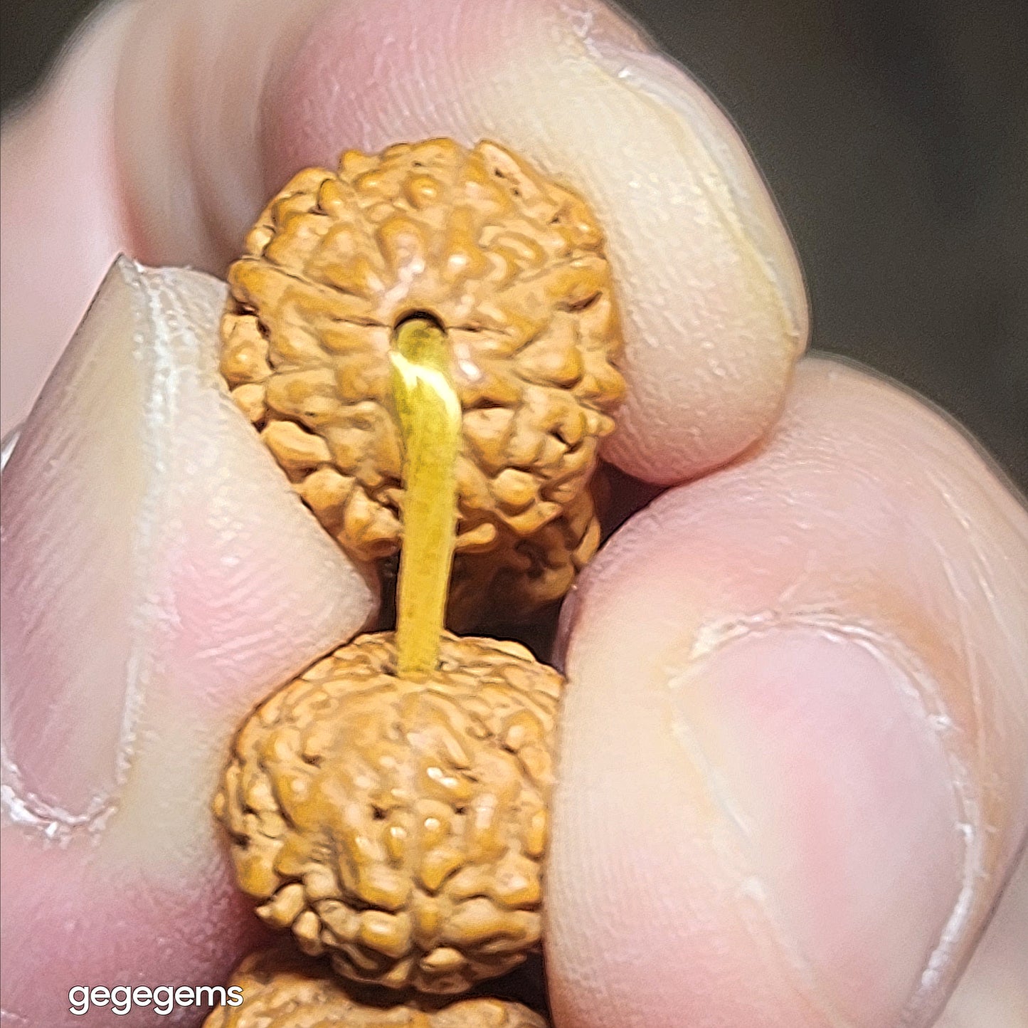 Premium 12mm+ natural "Panlong" (Coiling Dragon) 9 Mukhi (faces) small species Rudraksha and natural Butterscotch Amber barrel bead bracelet 精品九瓣盘龙小金刚菩提子配蜜腊桶珠手链