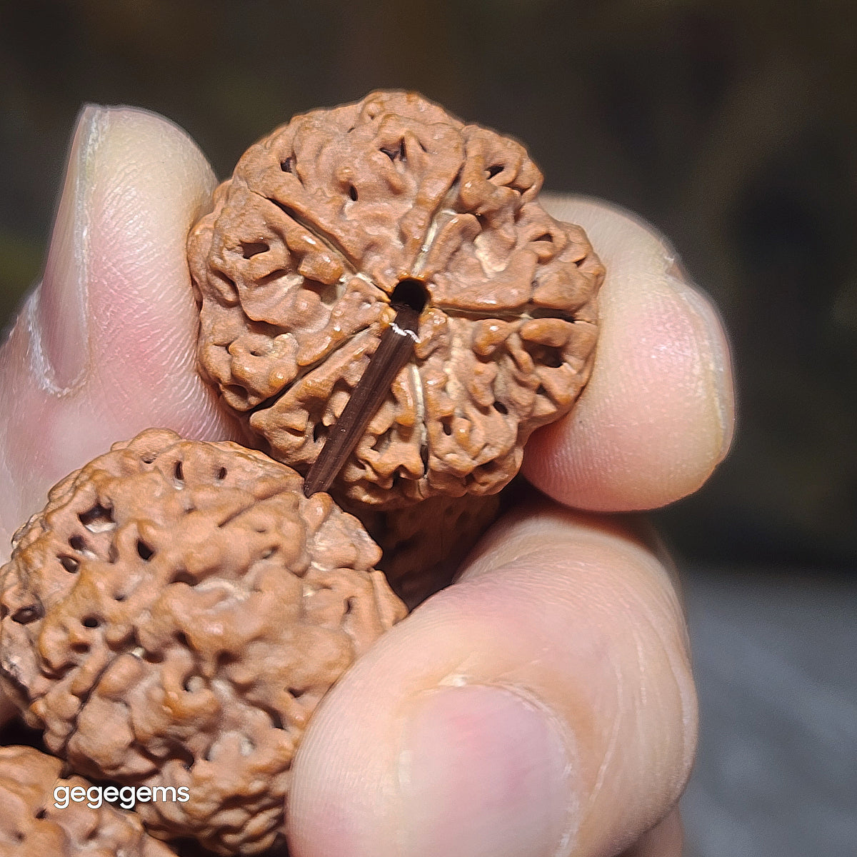 Gegegems XL 24mm+ to 25mm premium natural Nepal Rudraksha from high altitude dense & high oil contents same tree flat top & bottom Honeycomb Needle Holes  Panlong 5 Mukhi (faces) bracelet 精品大尺寸原生态尼泊尔五瓣高山安娜同树铁籽平头平尾针孔蜂窝盘龙大金刚菩提子手链