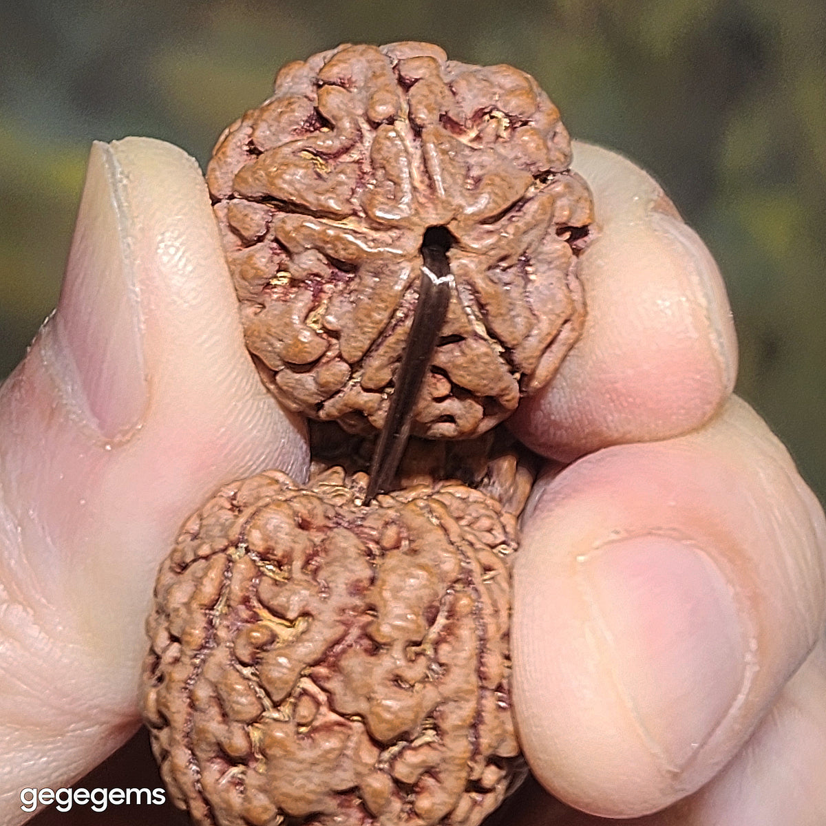 Gegegems XL 23mm+ to 24mm premium natural Nepal Rudraksha 5 Mukhi (faces) pink skin from high altitude dense & high oil contents same tree Double Dragons Panlong bracelet 精品大尺寸原生态尼泊尔五瓣高山安娜同树铁籽粉红皮双龙盘龙大金刚菩提子手链