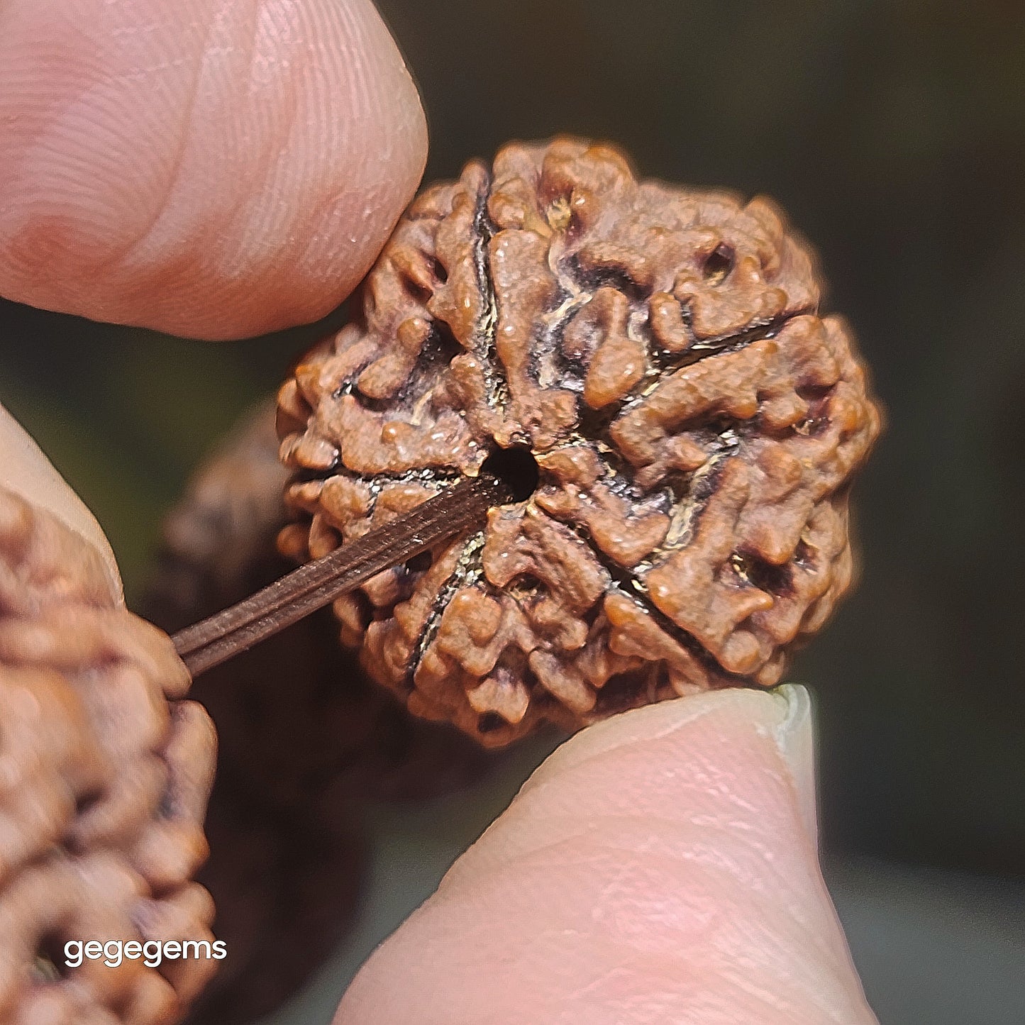Gegegems XL 23.5 to 24mm+ premium natural Nepal Rudraksha high altitude (dense & high natural oil contents) pinkish same tree both sides Plum Flower Needle holes Honeycomb Double Dragons 5 Mukhi bracelet 精品大尺寸尼泊尔五瓣高山安娜籽粉红皮同树双面梅花针孔蜂窝双龙大金刚菩提子手链