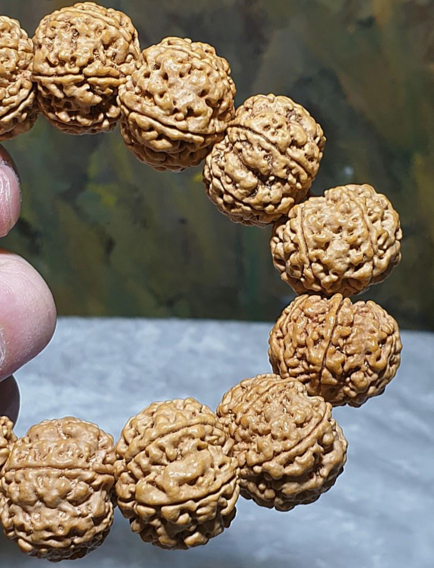 Gegegems large size 21.6 to 23mm Premium Nepal Rudraksha from high altitude (dense & high natural oil contents) short height "Panlong (Curling Dragon)" Double Dragons 6 Mukhi bracelet with one spare bead 精品大尺寸尼泊尔六瓣高山安娜籽矮桩盘龙双龙大金刚菩提子手串(带一颗备珠)