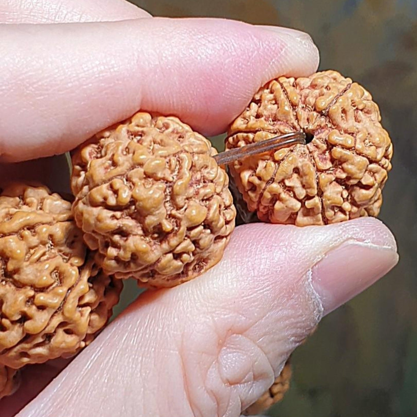 Gegegems large size 21.6 to 23mm Premium Nepal Rudraksha from high altitude (dense & high natural oil contents) short height "Panlong (Curling Dragon)" Double Dragons 6 Mukhi bracelet with one spare bead 精品大尺寸尼泊尔六瓣高山安娜籽矮桩盘龙双龙大金刚菩提子手串(带一颗备珠)