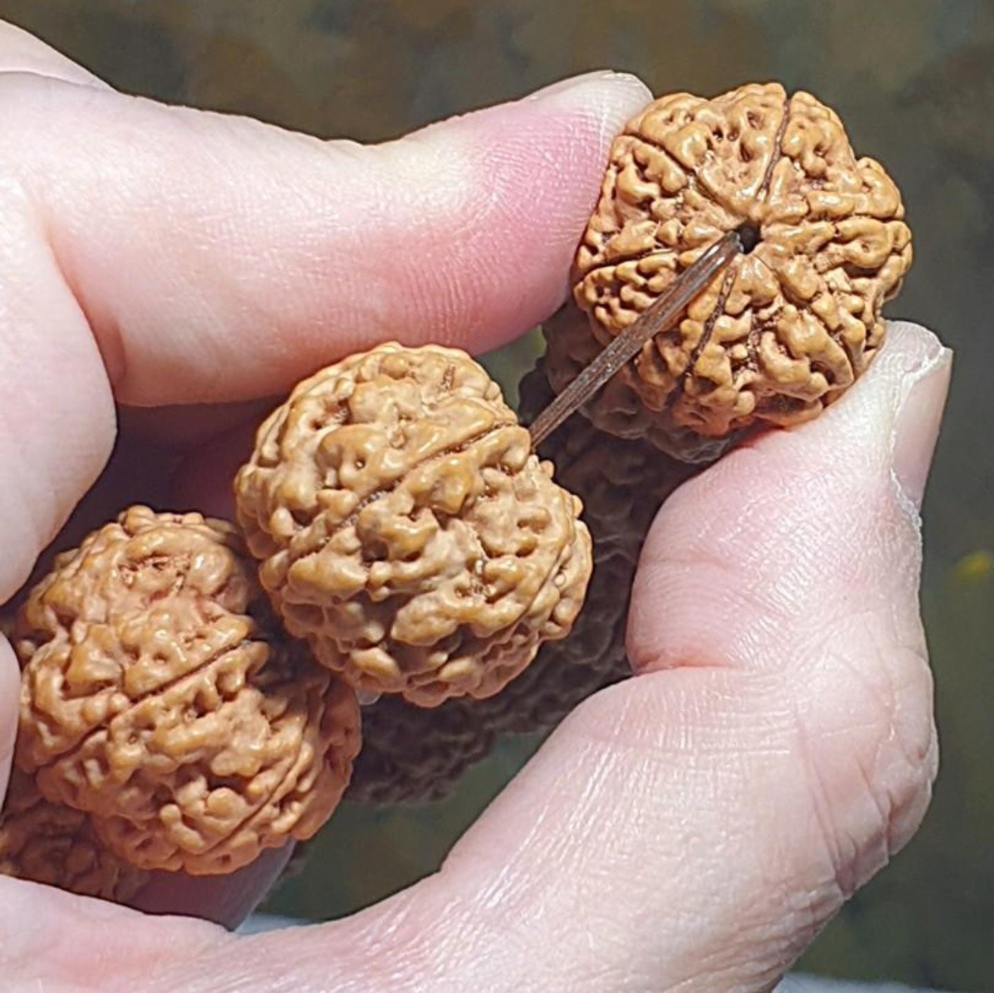Gegegems large size 21.6 to 23mm Premium Nepal Rudraksha from high altitude (dense & high natural oil contents) short height "Panlong (Curling Dragon)" Double Dragons 6 Mukhi bracelet with one spare bead 精品大尺寸尼泊尔六瓣高山安娜籽矮桩盘龙双龙大金刚菩提子手串(带一颗备珠)