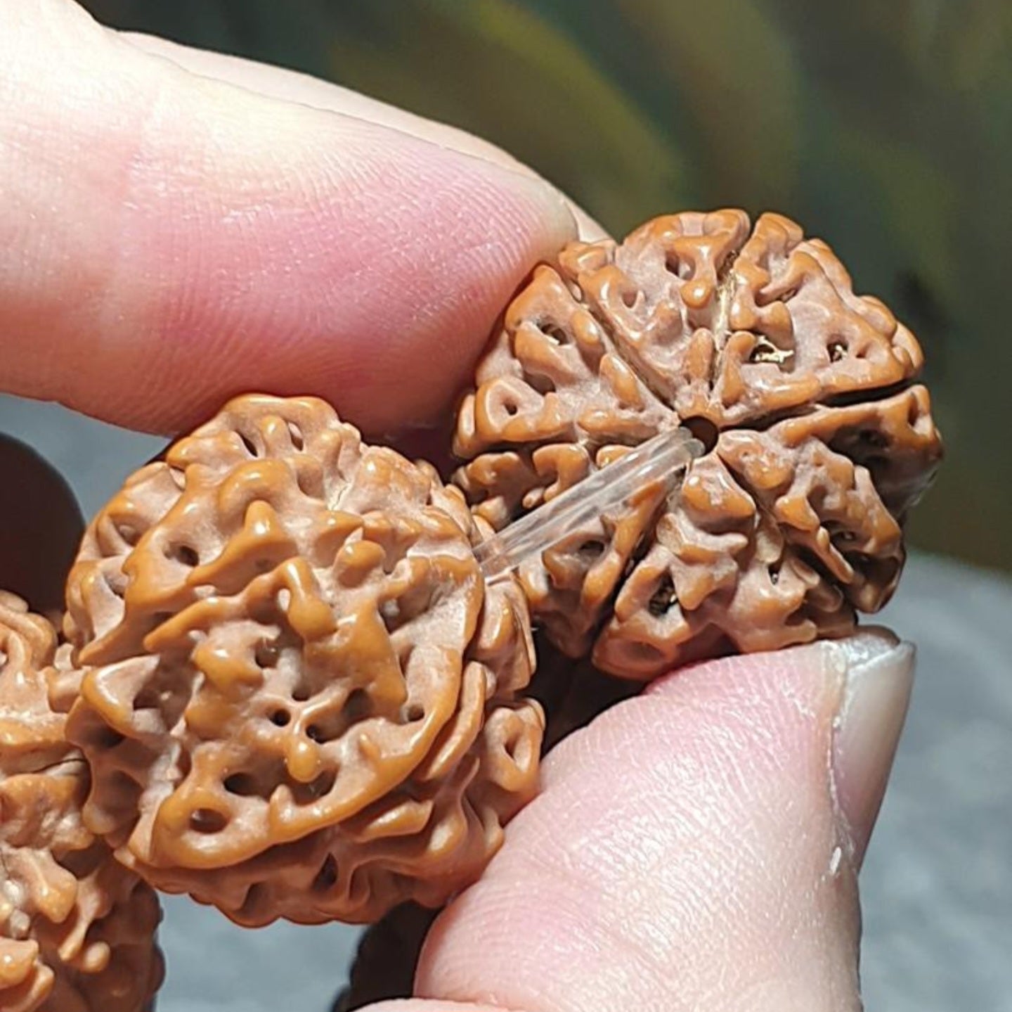 Gegegems 22+ to 23mm+ premium Nepal Rudraksha dense high natural oil content Honeycomb Double Dragons 6 Mukhi bracelet 罕见大尺寸尼泊尔六瓣高山安娜籽粉红皮蜂窝双龙大金刚菩提子手链