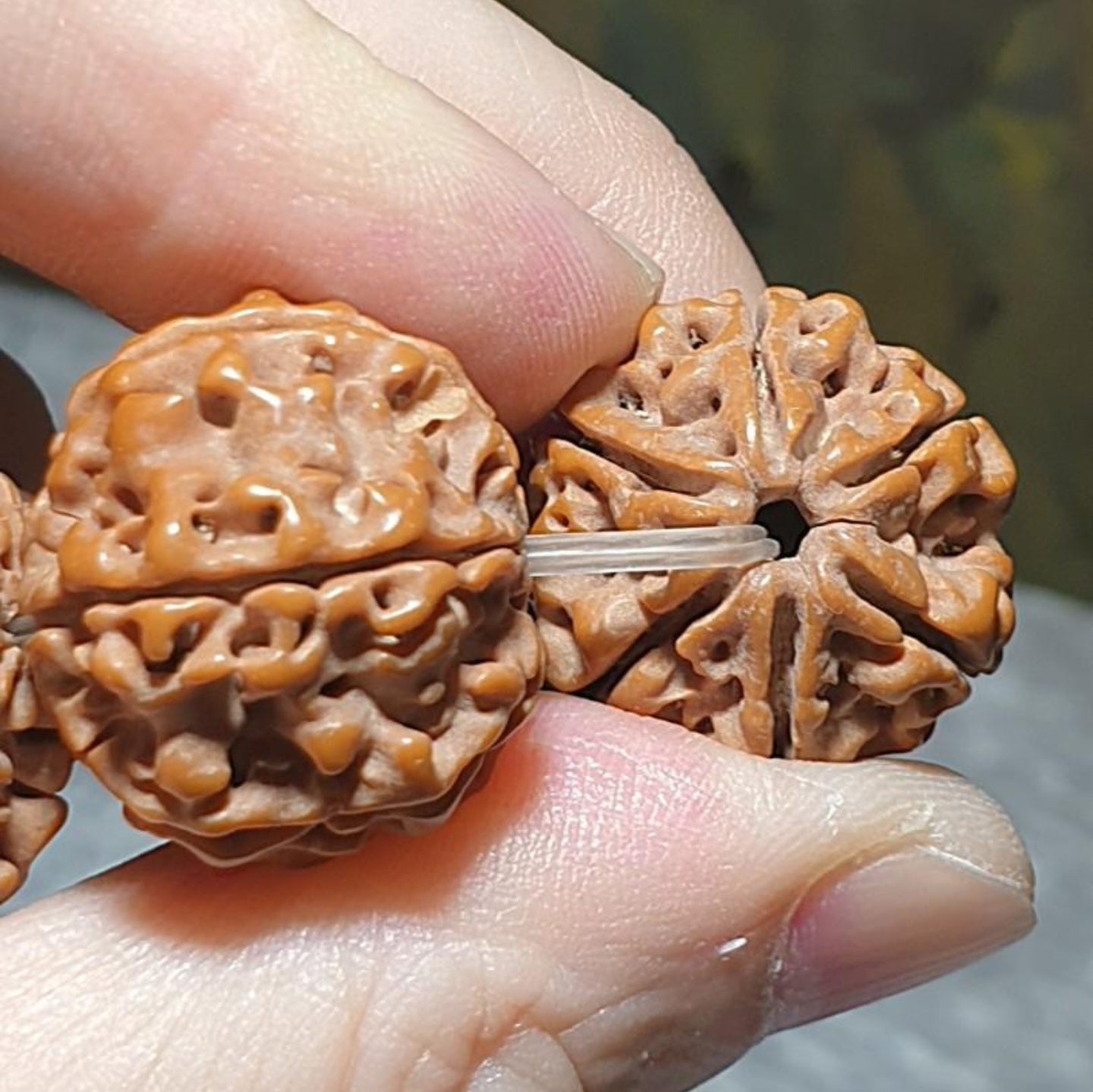 Gegegems 22+ to 23mm+ premium Nepal Rudraksha dense high natural oil content Honeycomb Double Dragons 6 Mukhi bracelet 罕见大尺寸尼泊尔六瓣高山安娜籽粉红皮蜂窝双龙大金刚菩提子手链