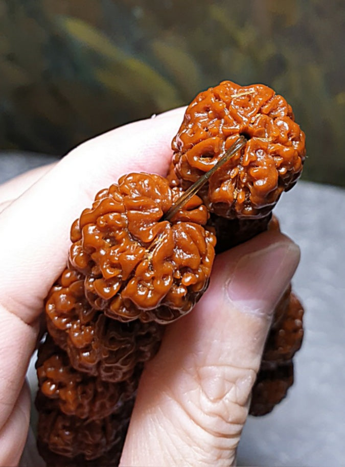 21mm+ Thoroughly cleaned & brushed Nepal Rudraksha from high altitude (dense & high natural oil contents) same tree both sides Plum Flower Panlong Double-Dragon 5 Mukhi (faces) bracelet/Handheld 21毫米+ 深度清理打底尼泊尔五瓣高山安娜籽同树双面梅花盘龙双龙大金刚菩提子手串/手持