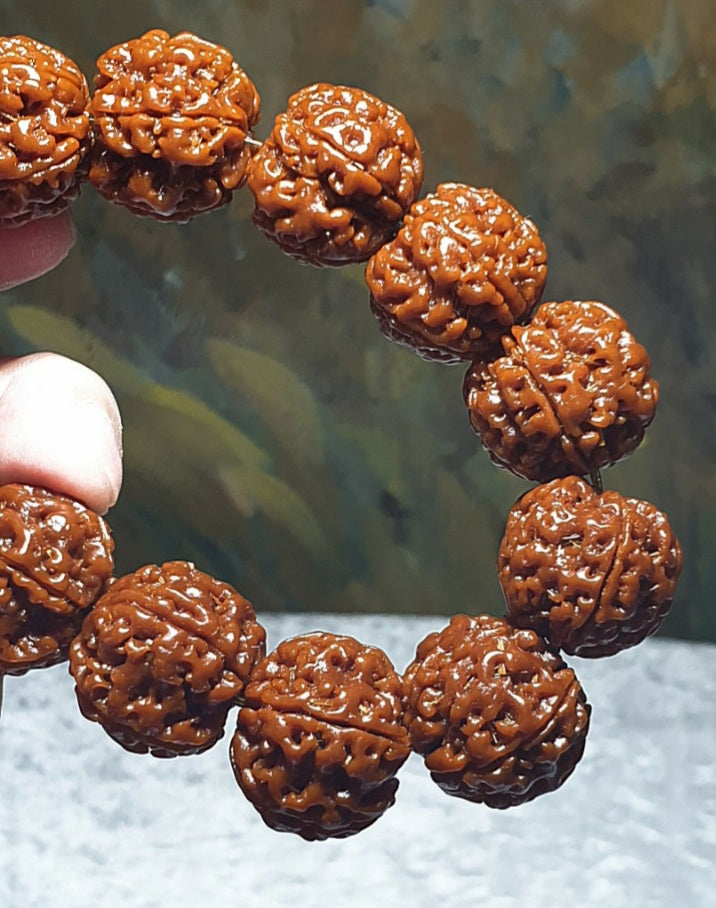 21mm+ Thoroughly cleaned & brushed Nepal Rudraksha from high altitude (dense & high natural oil contents) same tree both sides Plum Flower Panlong Double-Dragon 5 Mukhi (faces) bracelet/Handheld 21毫米+ 深度清理打底尼泊尔五瓣高山安娜籽同树双面梅花盘龙双龙大金刚菩提子手串/手持