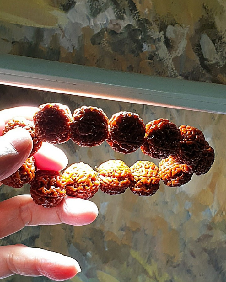 21mm+ Thoroughly cleaned & brushed Nepal Rudraksha from high altitude (dense & high natural oil contents) same tree both sides Plum Flower Panlong Double-Dragon 5 Mukhi (faces) bracelet/Handheld 21毫米+ 深度清理打底尼泊尔五瓣高山安娜籽同树双面梅花盘龙双龙大金刚菩提子手串/手持