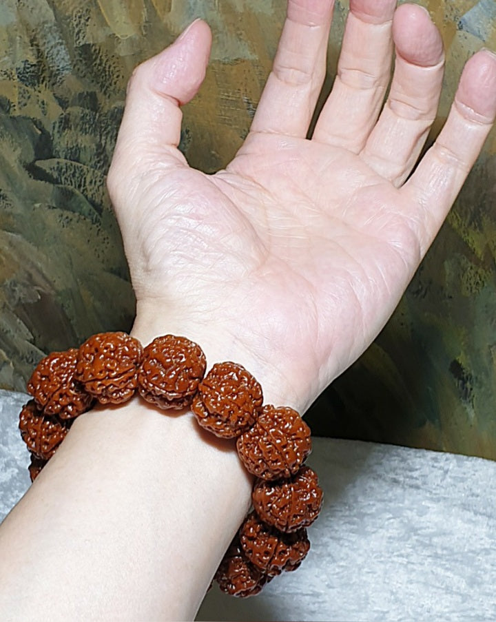 21mm+ Thoroughly cleaned & brushed Nepal Rudraksha from high altitude (dense & high natural oil contents) same tree both sides Plum Flower Panlong Double-Dragon 5 Mukhi (faces) bracelet/Handheld 21毫米+ 深度清理打底尼泊尔五瓣高山安娜籽同树双面梅花盘龙双龙大金刚菩提子手串/手持