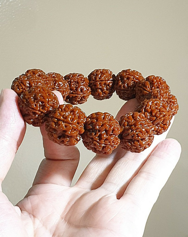 21mm+ Thoroughly cleaned & brushed Nepal Rudraksha from high altitude (dense & high natural oil contents) same tree both sides Plum Flower Panlong Double-Dragon 5 Mukhi (faces) bracelet/Handheld 21毫米+ 深度清理打底尼泊尔五瓣高山安娜籽同树双面梅花盘龙双龙大金刚菩提子手串/手持