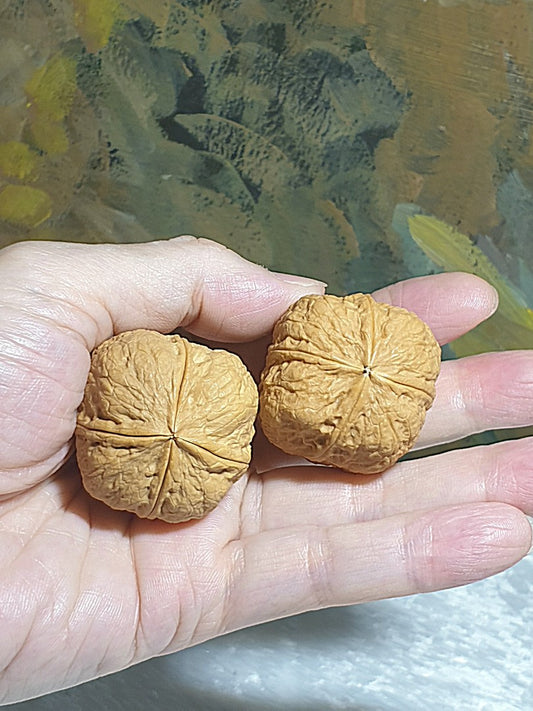 A pair of 39m natural Beijing 4 Ridges squarish Walnuts hand-held/palm messager 39毫米北京四棱方形核桃手把/按摩球一对